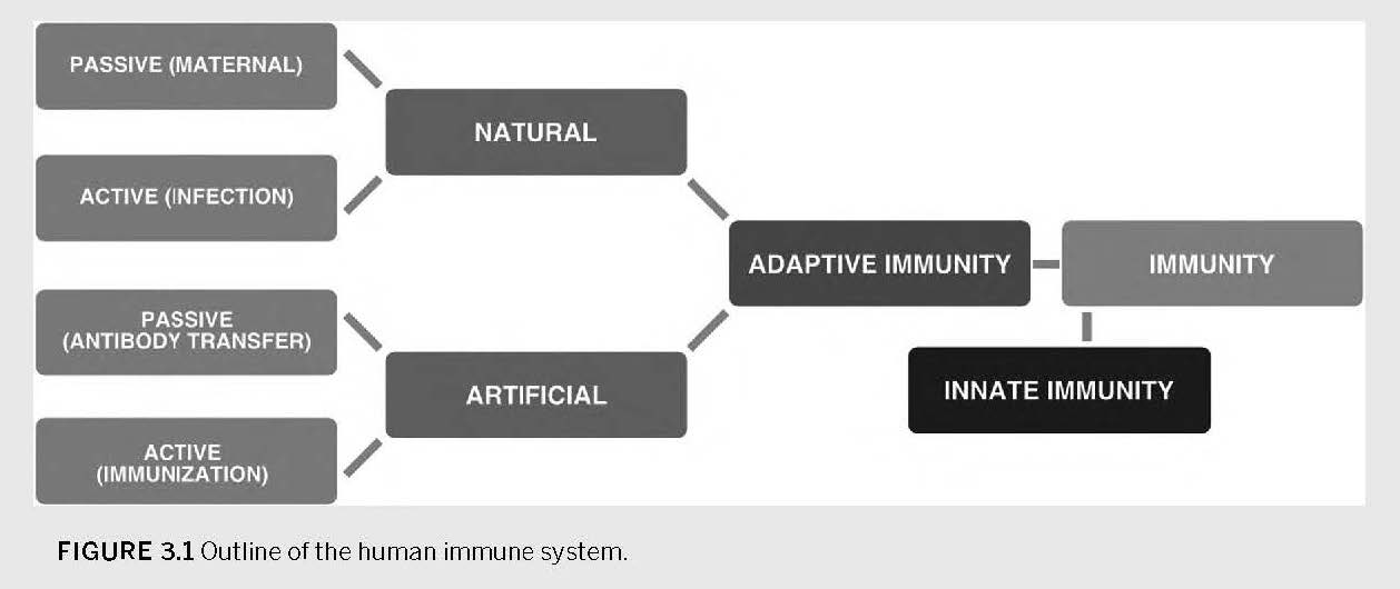 Flow chart describing how immunity develops in humans.